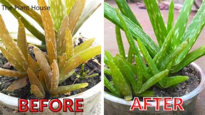 Aloe plant turning brown - How To Discuss
