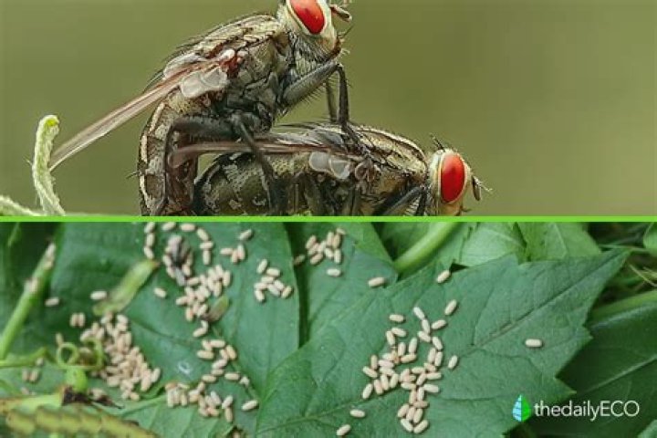 How do flies reproduce - How To Discuss