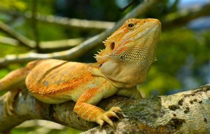 How Long Can A Bearded Dragon Go Without Eating