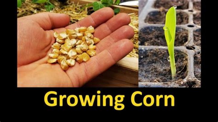 How to plant corn seeds
