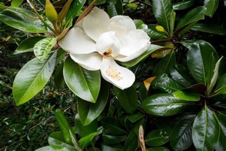 Magnolia Wood - How To Discuss