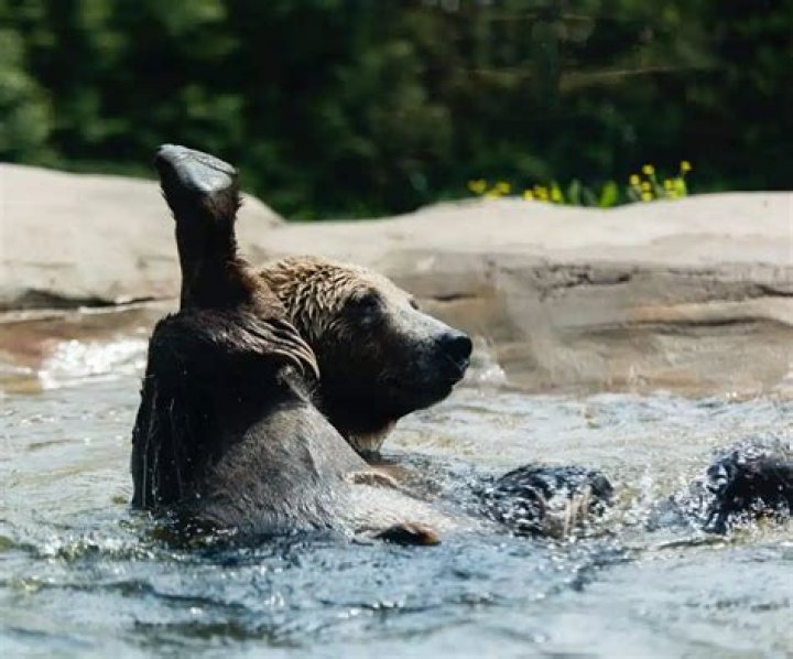 Why Do Bears Wave - How To Discuss